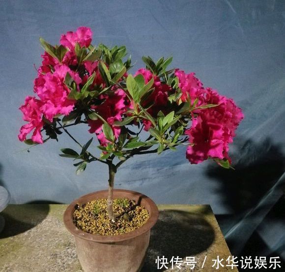 夏季养杜鹃花盆景，只做一件事，来年开花爆盆造型美，好看要行动