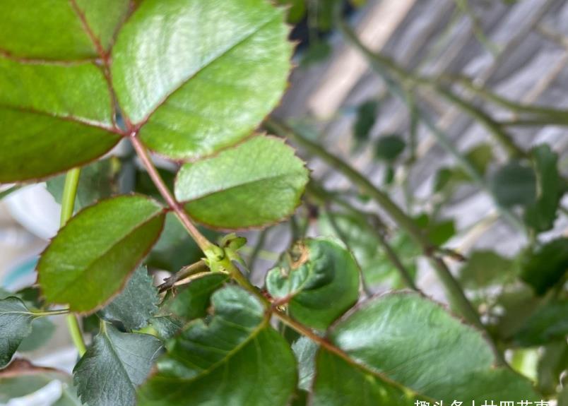 月季出现这种枝条,开花会很少,如果发现,要及时剪掉