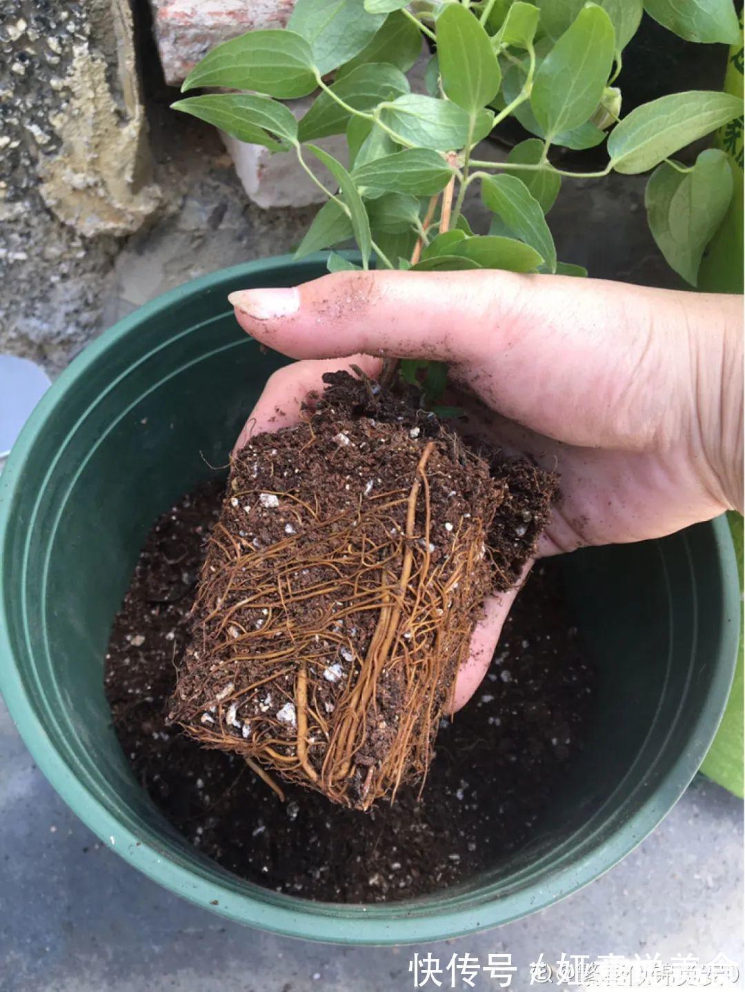 9种花是富贵命,必须大盆养,小盆养会憋死