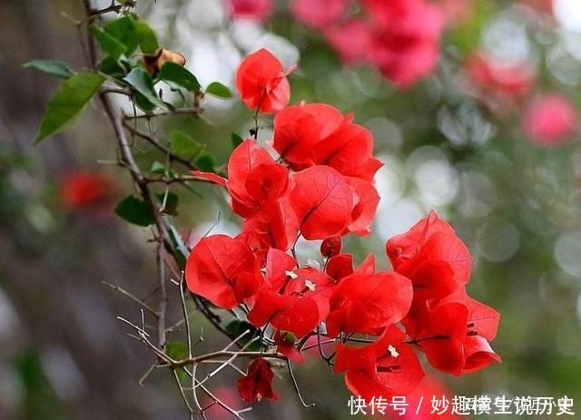 45种三角梅品种,红、橙、黄、绿、白、紫,每一种都很好看!