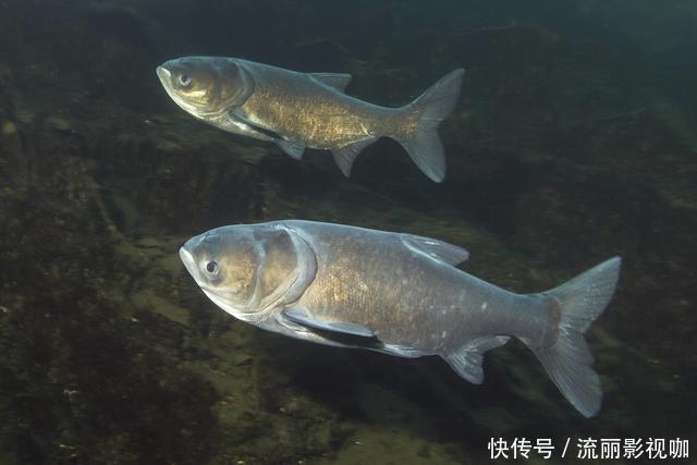 茅坑下大鱼聚集,揭示出核心诱鱼原理,钓鱼人必须看懂