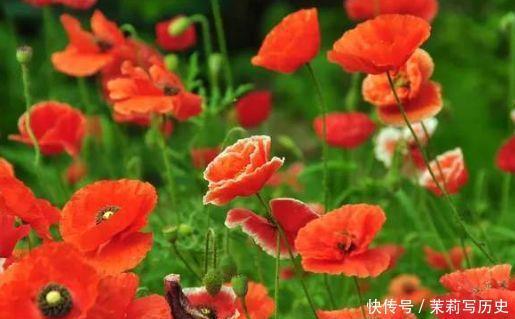 4种花现在养刚刚好，懒人新手都能养好，美不胜收