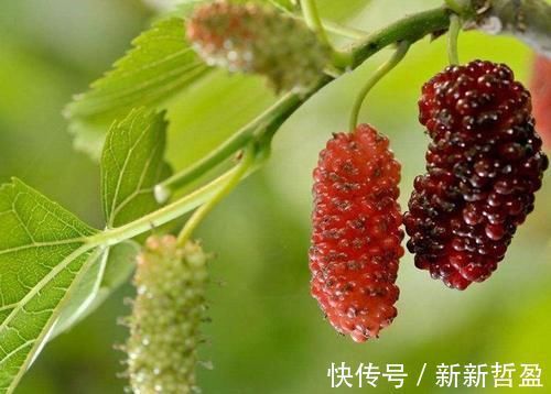 祛皱养颜|女性想要皮肤好,坚持食用以下食物,祛皱养颜,皮肤更加细腻