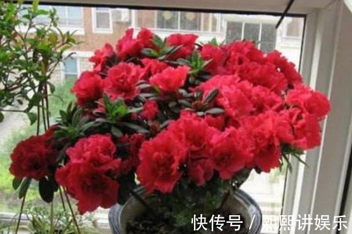 绣球|4种福运花，自带福气好养活，一年四季开花不断，你一定会喜欢！