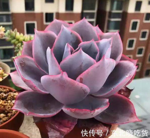 盘点十款适合新手的多肉，皮实健壮长势好，越养植株越漂亮