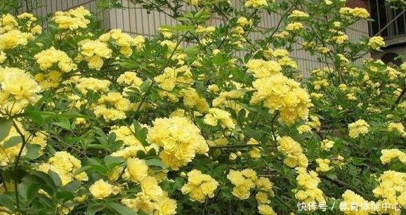 院子再小,也要养棵它,2年长一片,开花特别美,左邻右舍都说香!