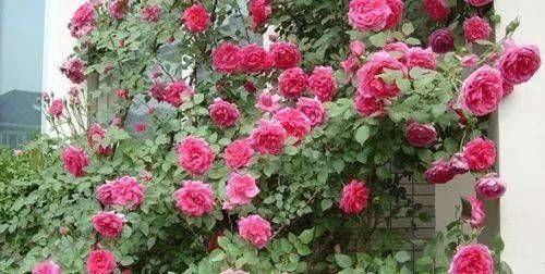 修剪|给月季喂点大补肥,15天冒出一圈笋芽,开出层叠群花!