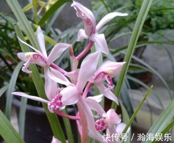 养护|秋天养兰花,教你2个小技巧,学会了快速爆芽,绽放层叠群兰