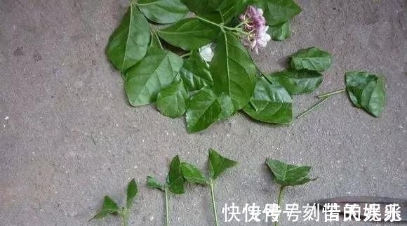 蟹爪兰|养花爱好者看过来这15种花现在“扦插”，生根快，一个周就长芽