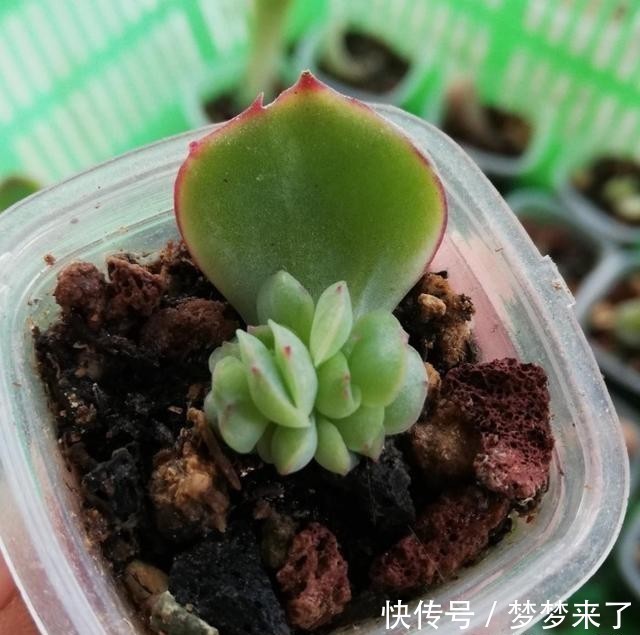 爱多|爱多肉,爱生活,心情自然好
