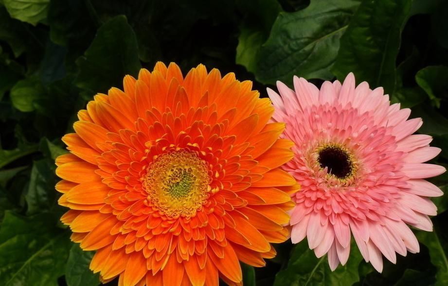 世界上最美的5种花,见过一种我就服你!