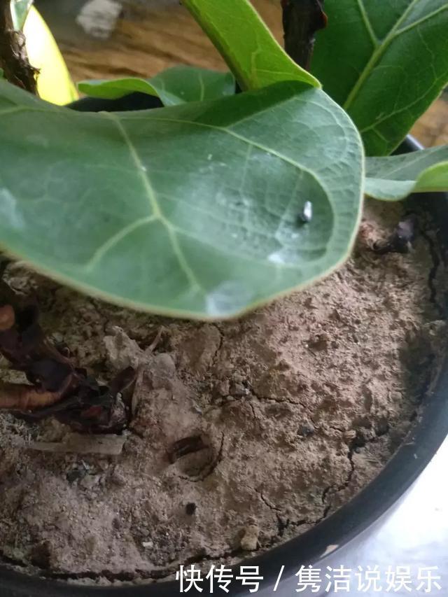 盆土板结抠不动,3种“松土剂”倒进去,松软如“发糕”!