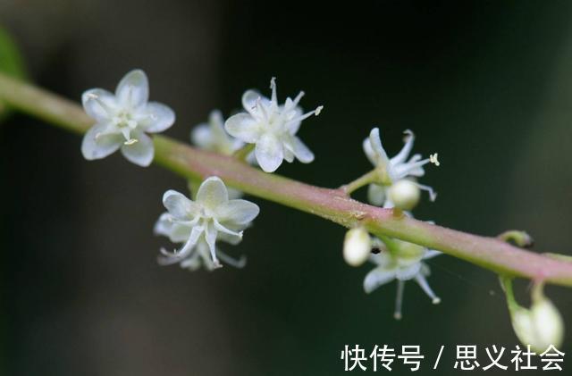 药用价值|外来物落葵薯，曾是人们讨厌的杂草，如今成餐桌美味大受欢迎