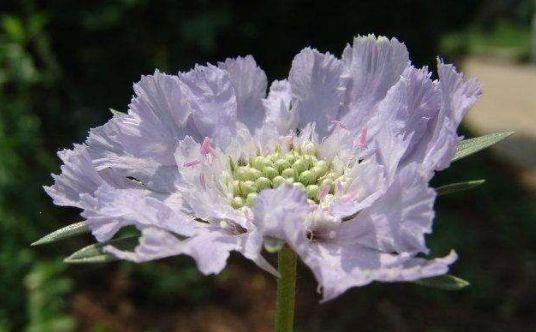 适合冬天养的花卉,不用操啥心,花色繁多易爆盆,娇艳欲滴