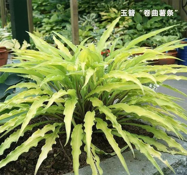 史上最耐阴的花,越阴凉越长得旺,绿萝虎皮兰靠边站