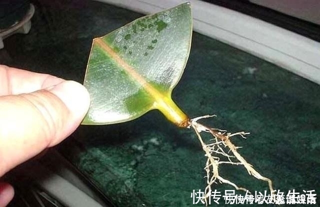 这5棵“树”太贵了,偷偷摘一截枝条就养活了,不用花钱买啦!