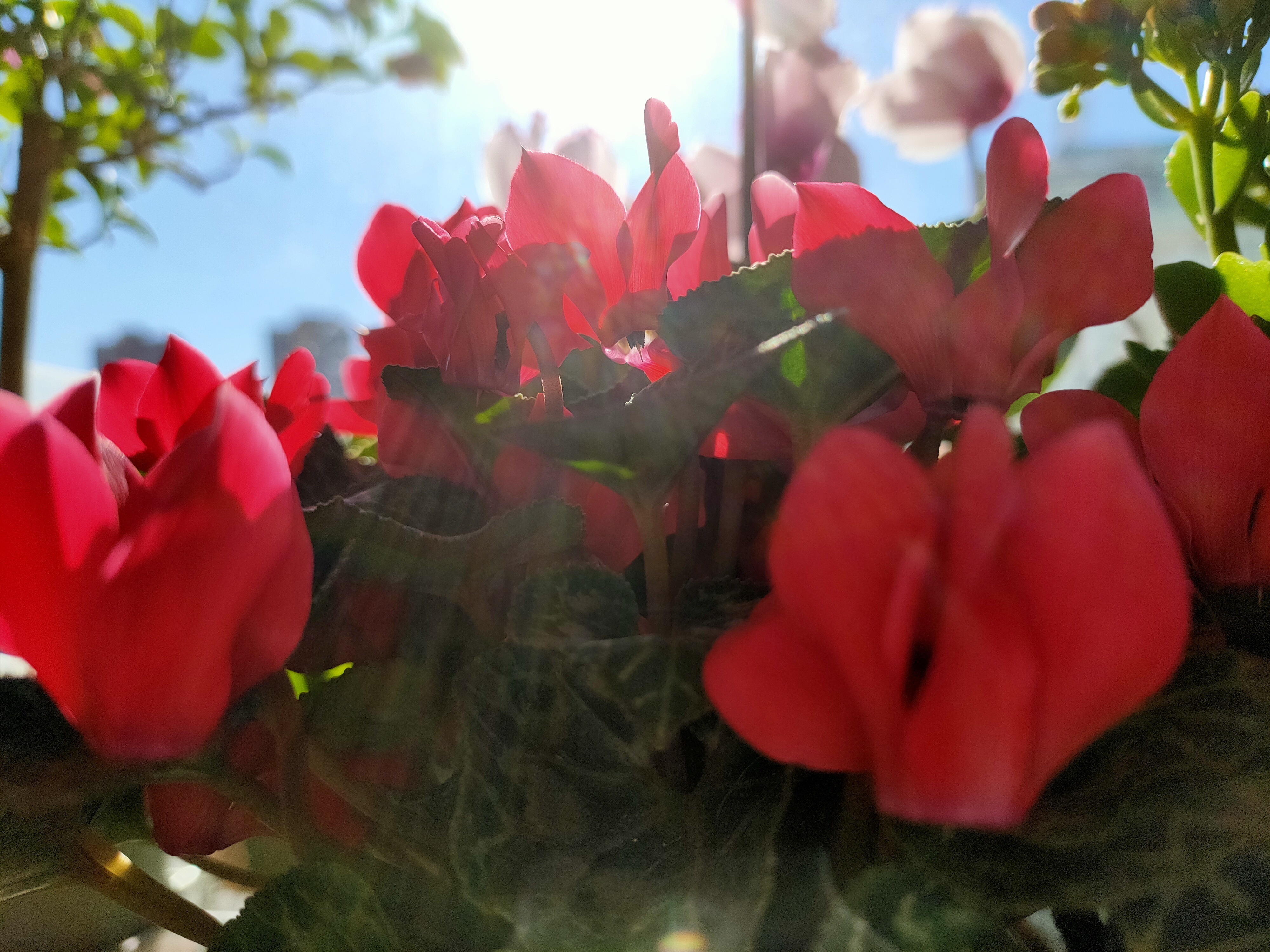 紫罗兰|天热了,有些花不是浇水越多越好,反而一浇水就死