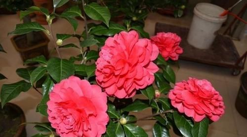  摆放在家里|养此3种花，花朵碗口大，养1盆上档次，亲戚、朋友都喜欢