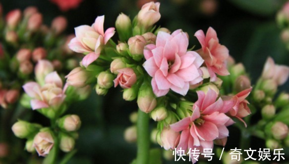 光照|养长寿花、天竺葵的小技巧,学会了让长寿花花开爆盆!