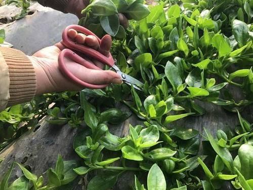 人到中年|人到中年,推荐吃3种食物,健脾补肾,养血驻颜,好处多多