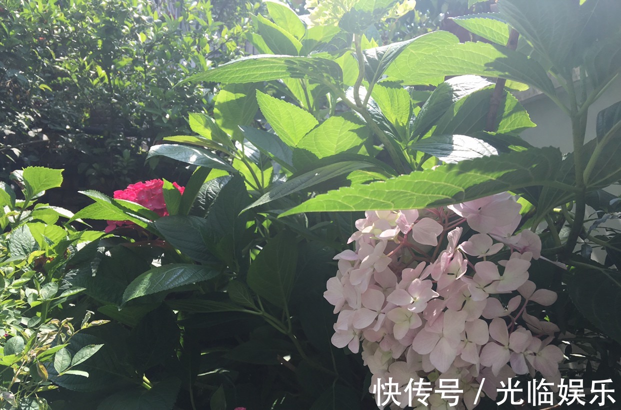 扦插绣球花很简单,“3步”就扦插活,长根发芽快,阳台一片花海