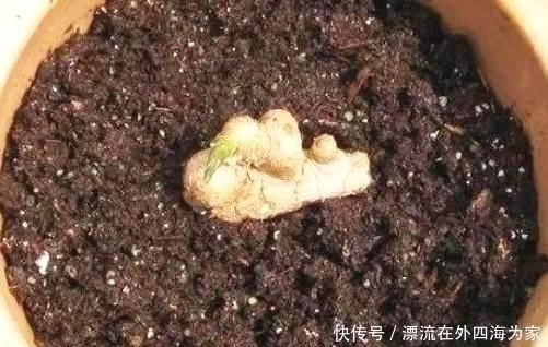 保存生姜不要放冰箱，教你一个土方法，放半年都不干瘪，太实用了