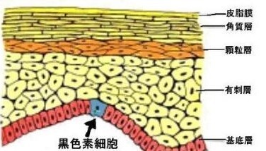 你知道为什么天气一热 肌肤就变黄 斑点明显了?脸上的问题越发明显严重吗?