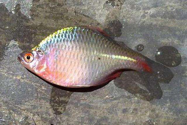 鰟鮍鱼|小时候最讨厌钓到鳑鲏鱼,离水几分钟就会烂肚子