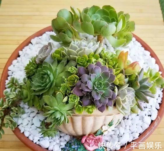 塑料杯|多肉“烂根”还能活,不用土,学会“3招”生根法,1个星期冒白根