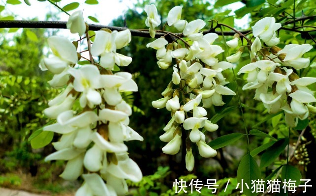 益母草|66种野菜大图片，带你见识不同的野菜和吃法，你想要的野菜这里有