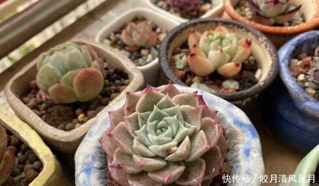 度夏|绿了也是心头肉,开始为度夏担忧!