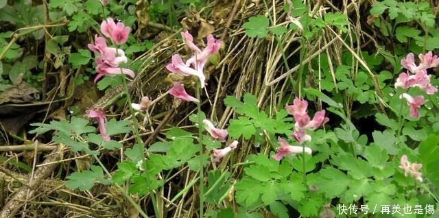 “尿罐草”是一种野草,到底是什么样的植物呢