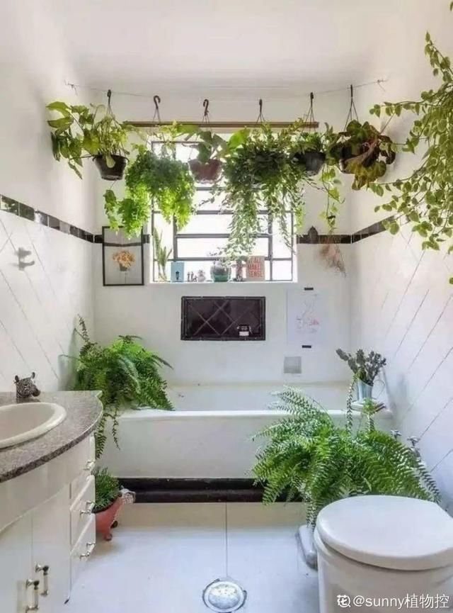 夏天养花，这个地方千万别摆，否则3天死翘翘