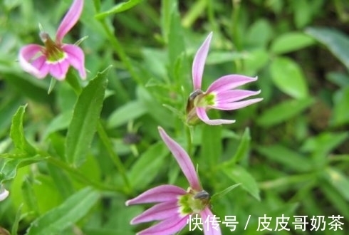 田边一种奇特的植物，花只开半边，俗称“护肝仙草”，你可见过？