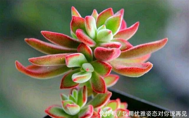 肥厚|春天养锦晃星,做好“3多1少”,叶子肥厚上色快,个子蹭蹭长