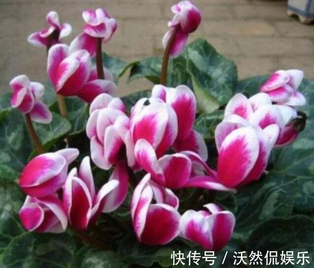 解决办法|仙客来只长叶子不开花教你“4法”,给它“剪个发”,盆盆爆满