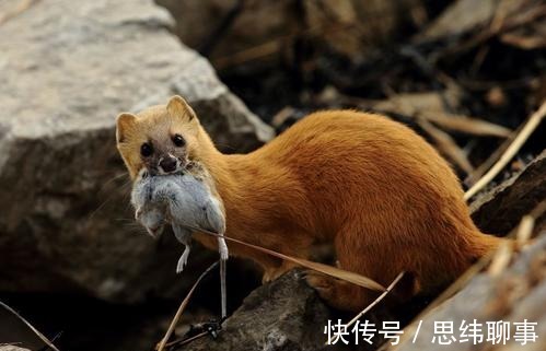 老人|为什么大家从不吃黄鼠狼?难道是迷信?东北老人说出真正的原因