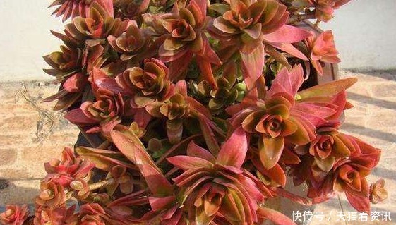 不如养盆多肉“火祭”,记住3个小技巧,养出红艳似火的多肉火祭