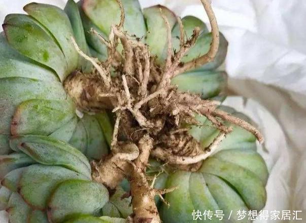 亏得|买多肉,“这4样”再便宜也不能要,不然亏得比赚得多!