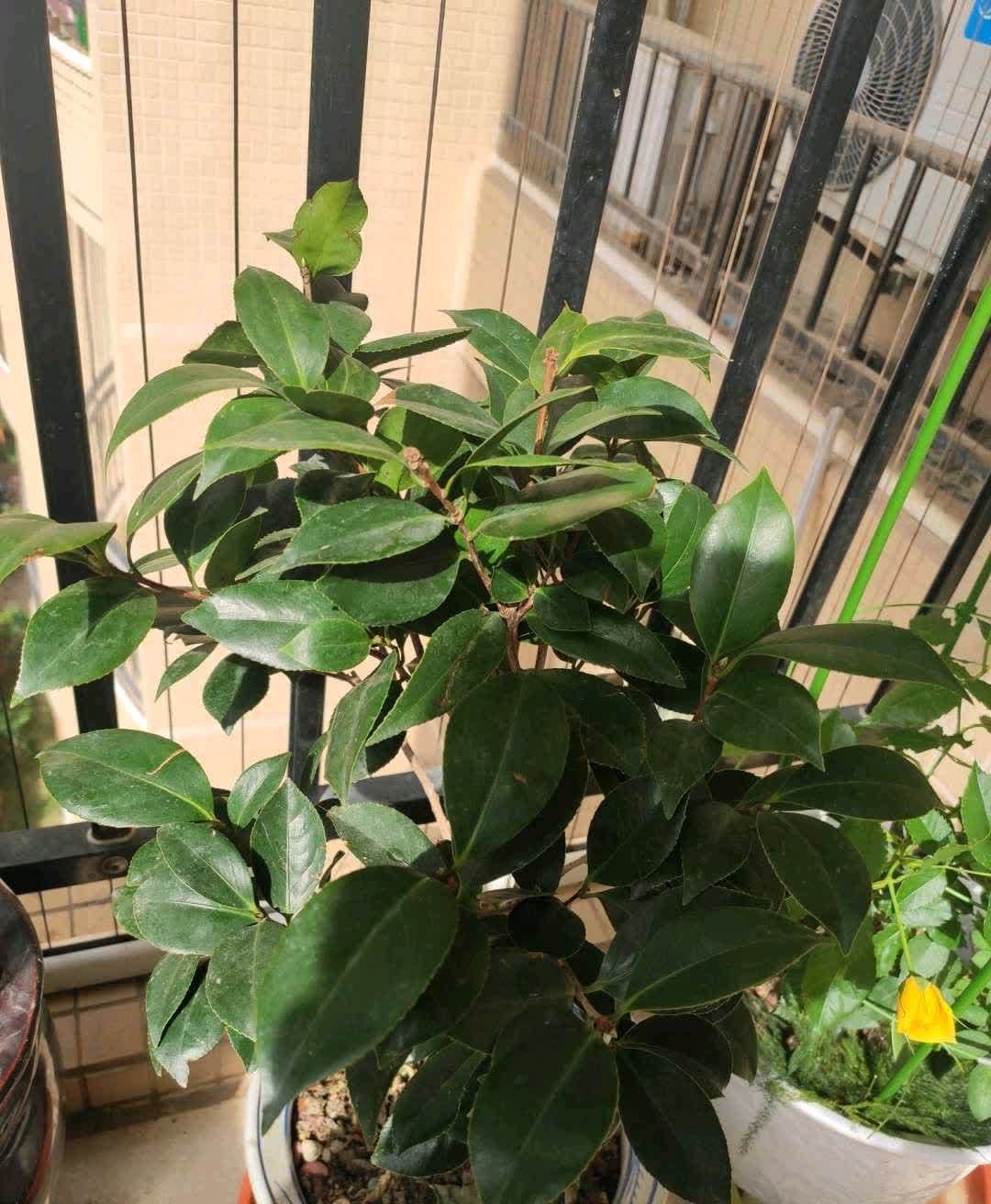 春天来临，这5种盆栽要修理一番了，剃成小光头，开花更顺利