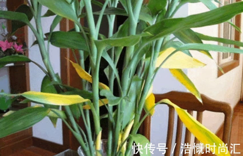 富贵竹水培爱黄叶,用了不少办法都难改善,不如试试它