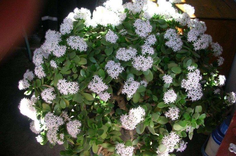 秋季养玉树，做好三步，枝叶油绿壮实，更容易养成老桩和开花