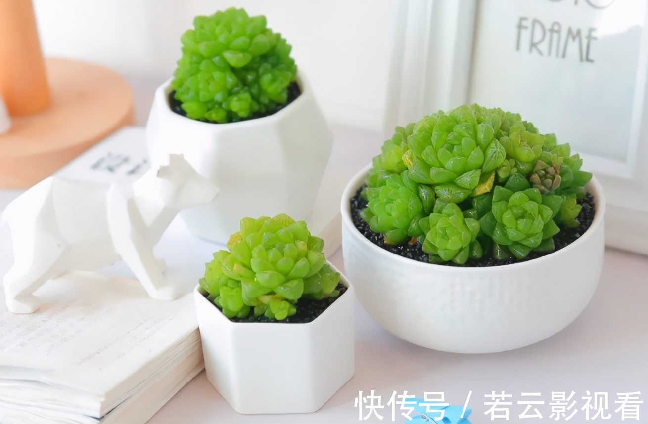 晶莹剔透|漂亮的多肉玉露是怎么养出来的?春天把握住这几点,叶片晶莹剔透