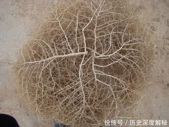 身体健康|兰州拉面劲道好吃,原来是放了蓬灰,经常吃会影响身体健康吗?