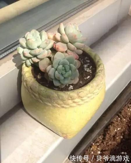 水和光多少是适量,50种常见多肉植物度夏攻略