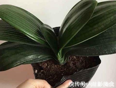 君子兰浇多烂根?老花匠教你一招,简单实用,教你快速拯救它