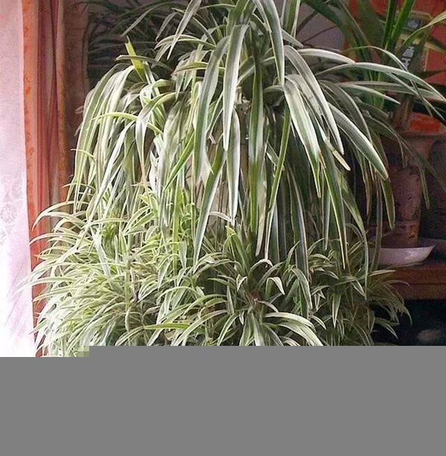 绿萝茉莉……夏天这么养,跟打激素一样疯长不停