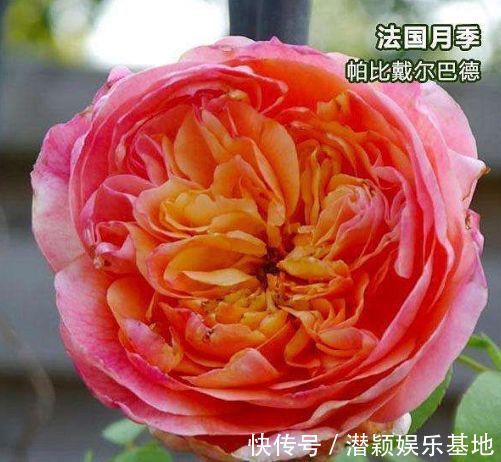 “优良月季”戴尔巴德,花型丰满,丰腴婀娜,可以说是养花首选