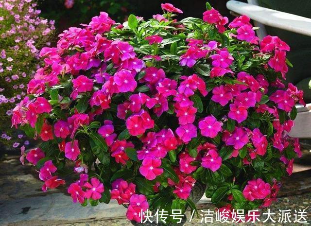 夏天|这3种花“耐热”好养，30度还能窜花苞，夏天的“开花机器”