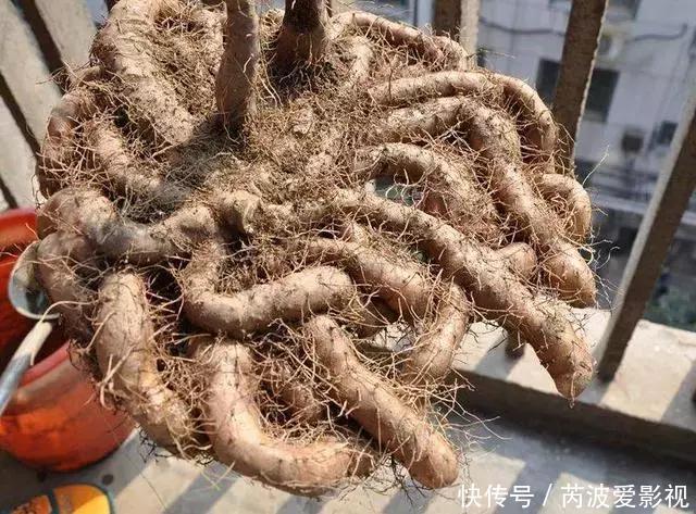 厨房里这9种菜根不要扔,泡水就能活,比绿萝好看多了!